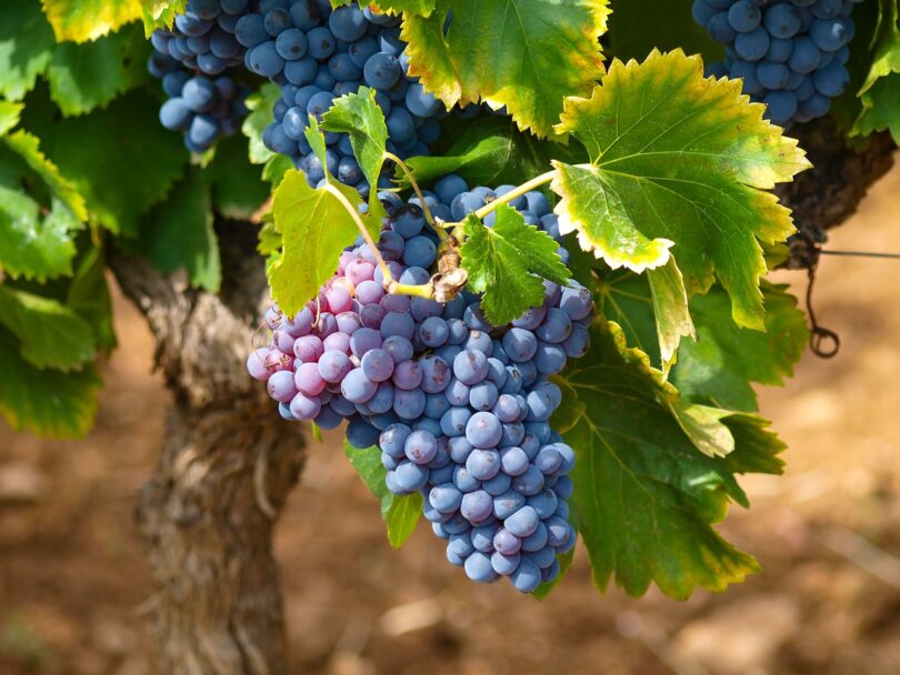 Grožđe Foto:Pixabay