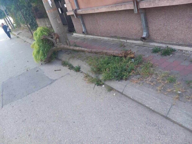 Vandali oborili drvo