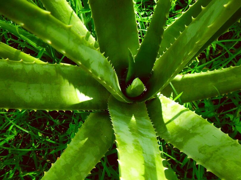 haarmaske aus aloe vera Intensiv feuchtigkeitsspendende Haarmaske mit Aloe Vera und Sojaprotei –  PerspectiveSkin.Care main image 0